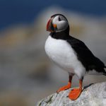 downeast puffin tour